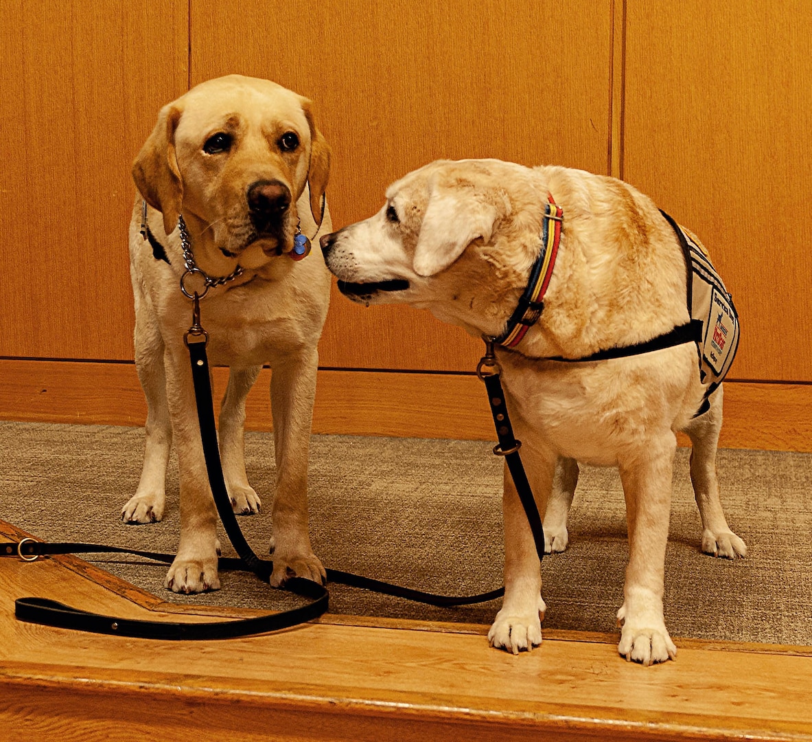 Four-legged major brings joy to Brooke Army Medical Center