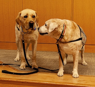 Four-legged major brings joy to Brooke Army Medical Center