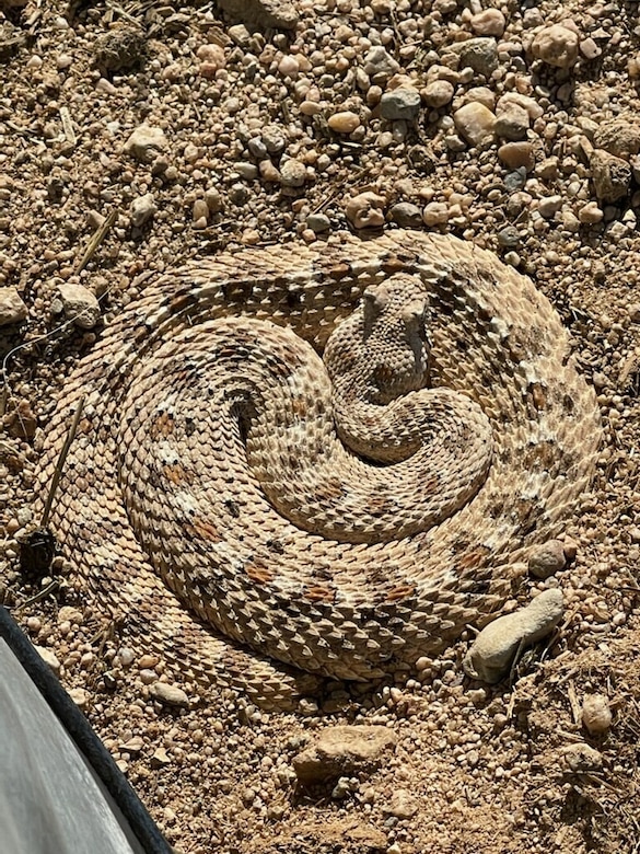 One of 14 sidewinder rattlesnakes located on MCLB Barstow within the past several weeks by Base Pest Control. (Photo courtesy Jon Ochoa)