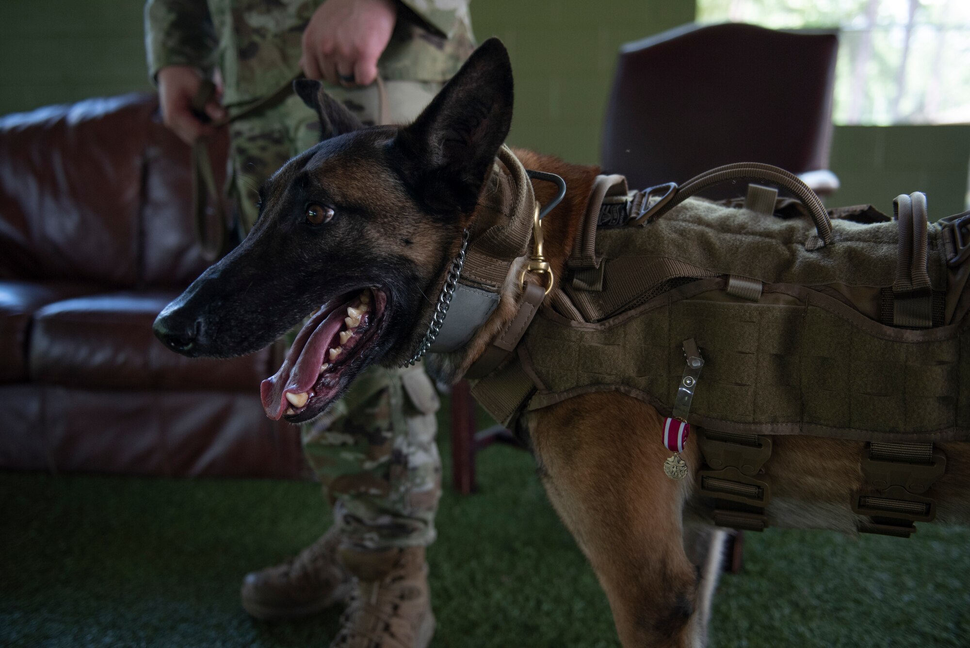 A photo of a dog wearing a medal on his vest.