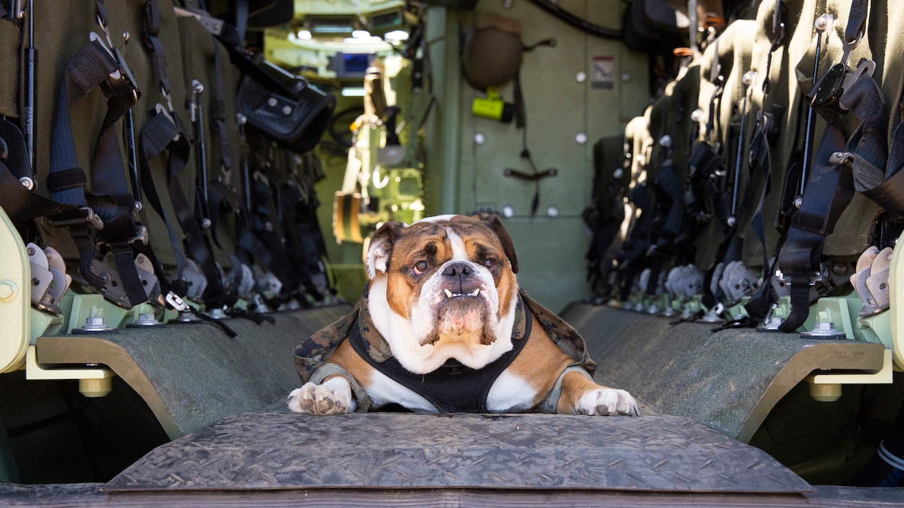 U.S. Marine Corps Cpl. Manny, the Marine Corps Recruit Depot San Diego mascot, attends a Marine family range day at Marine Corp Base Camp Pendleton on June 23, 2022. Manny is named after Sgt. Johnny R. Manuelito, one of the 'original 29' Navajo Code Talkers.