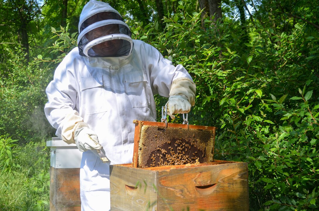 Jim Merkley, park ranger and beekeeper at Patoka Lake, inspects a frame with honeybees on it to see if the hive is healthy and its residents are all doing their jobs June 1, 2022. (Photo by Michael Maddox, USACE Louisville District Public Affairs)
