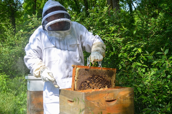 Jim Merkley, park ranger and beekeeper at Patoka Lake, inspects a frame with honeybees on it to see if the hive is healthy and its residents are all doing their jobs June 1, 2022. (Photo by Michael Maddox, USACE Louisville District Public Affairs)