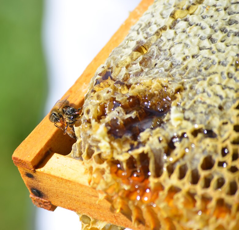 Patoka Lake is home to two hives of honeybees – each containing 20,000 to 60,000 of the flying little pollinators. (Photo by Michael Maddox, USACE Louisville District Public Affairs)