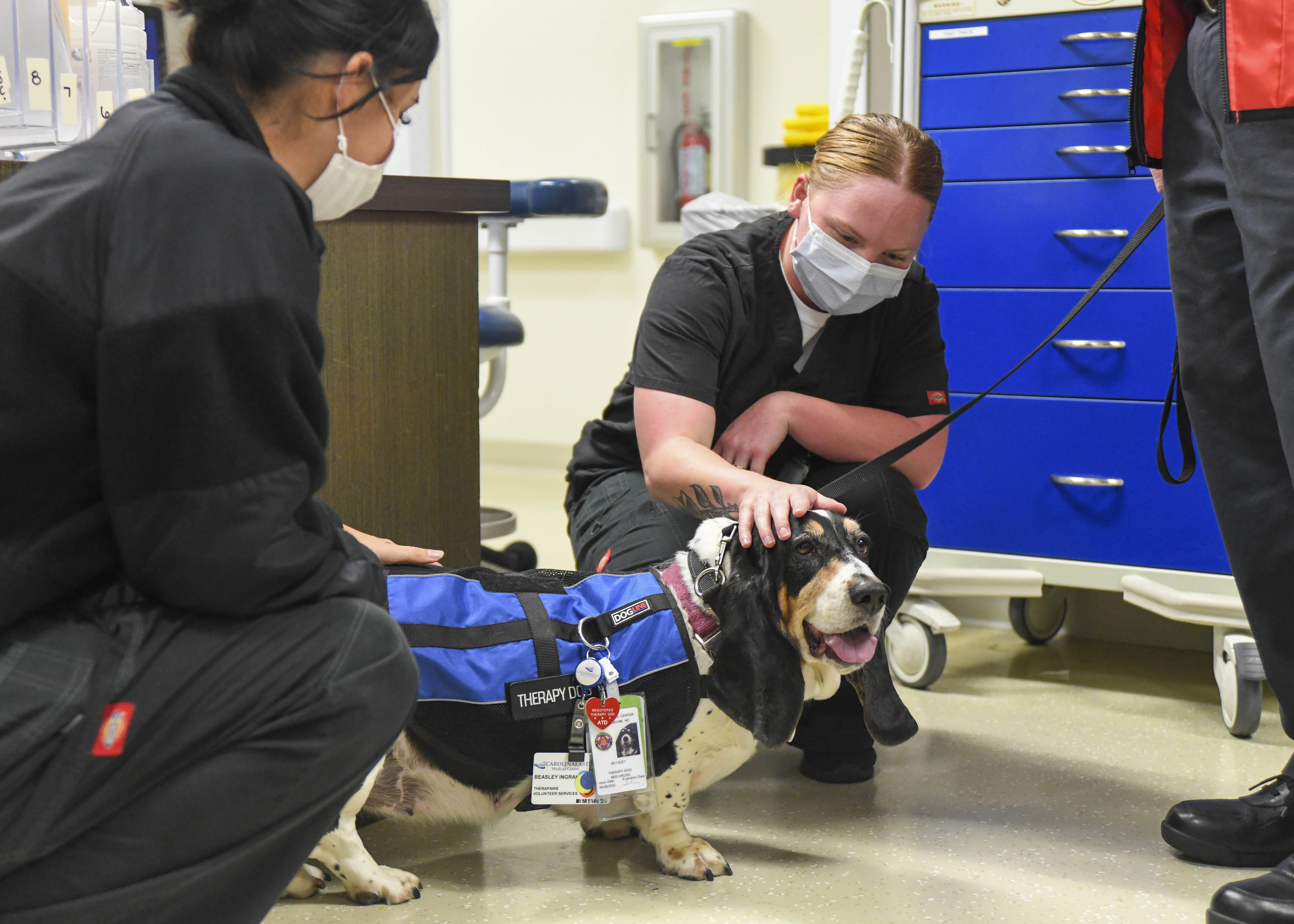 Wagging tails and smiling faces Therapy dogs bring comfort to