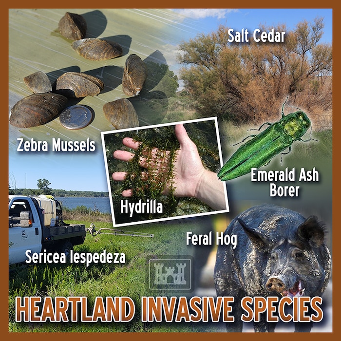 They look harmless, but believe us, invasive species are not. Do you know what plants and animals can cause harm to you, your boat or the environment? Educate yourself by learning the top Heartland invaders and how you can help eradicate them. Click for more: http://go.usa.gov/xzTmN