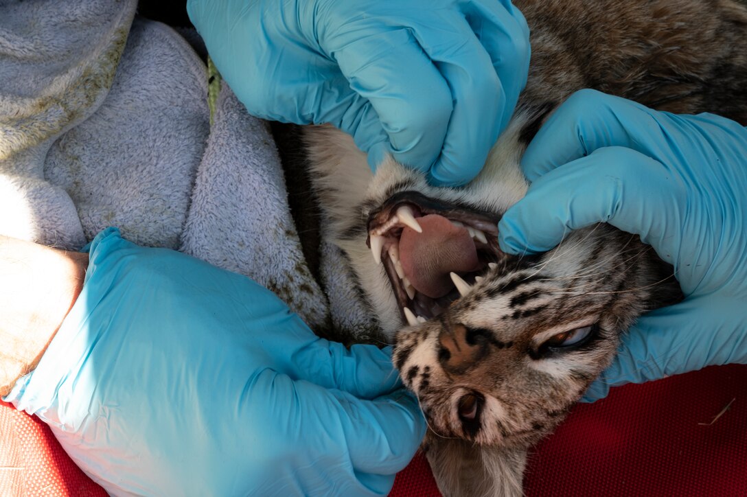 Edwards Air Force Base partners with Colorado State University to tag and track wildlife on base, this information will be used to develop a wildlife management plan to guide educational outreach. (Air Force photo by Adam Bowles)