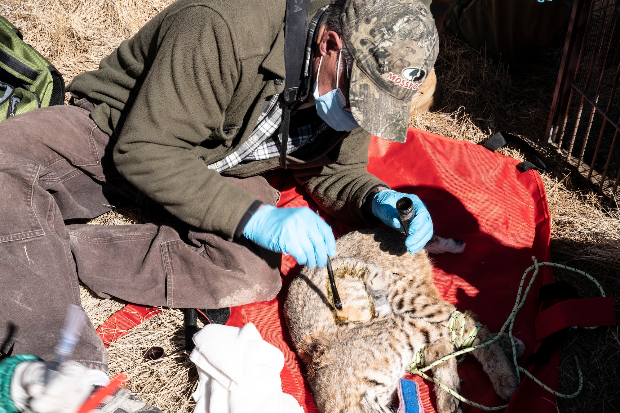 Edwards Air Force Base partners with Colorado State University to tag and track wildlife on base, this information will be used to develop a wildlife management plan to guide educational outreach. (Air Force photo by Adam Bowles)