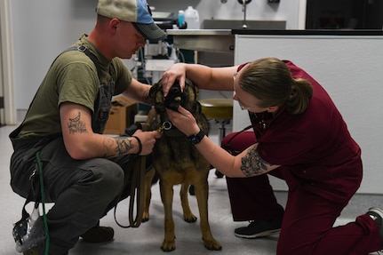 U.S. Army CPT Haley Davis, Joint Base Charleston Veterinary Clinic officer in charge, examines 628th Security Forces Squadron military working dog Ubi.