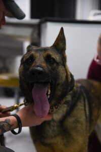 628th Security Forces Squadron military working dog Ubi, receives a health and wellness exam from U.S. Army CPT Haley Davis, Joint Base Charleston Veterinary Clinic officer in charge.