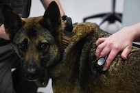 U.S. Army CPT Haley Davis, Joint Base Charleston Veterinary Clinic officer in charge, examines 628th Security Forces Squadron military working dog Ubi.