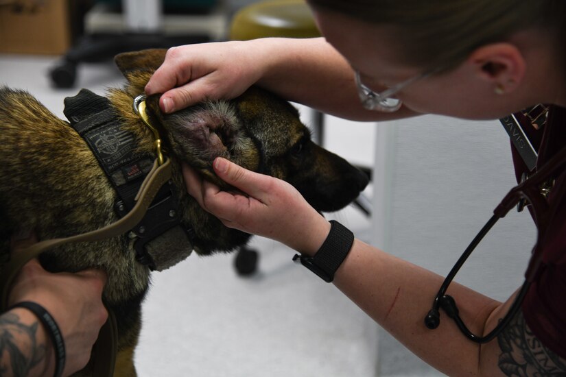 U.S. Army CPT Haley Davis, Joint Base Charleston Veterinary Clinic officer in charge, gives 628th Security Forces Squadron military working dog Ubi, a health and wellness exam.