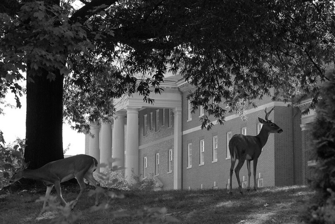 A deer outside Delano Hall at the former Walter Reed Army Medical Center, which was closed in 2011.