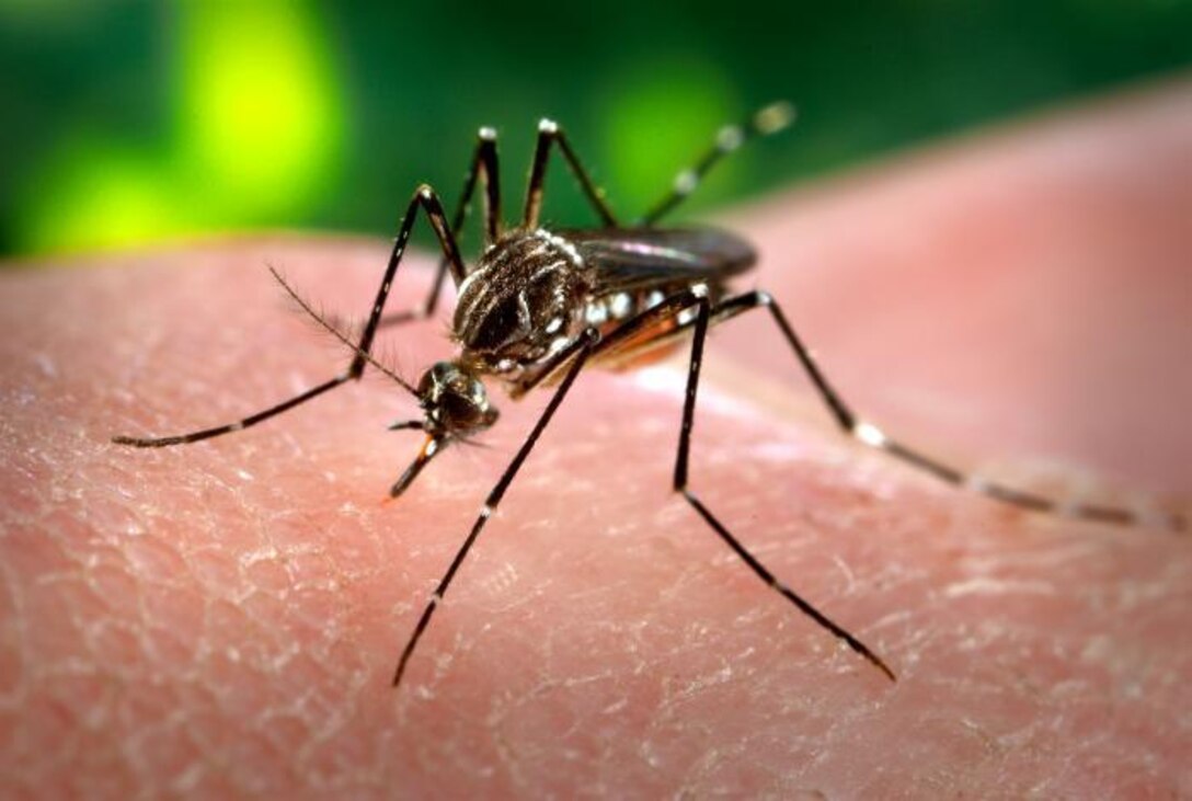 The Yellow Fever mosquito is a primary carrier of Zika virus, an illness that is creating major public health concerns in the Caribbean Islands, Central America and South America.