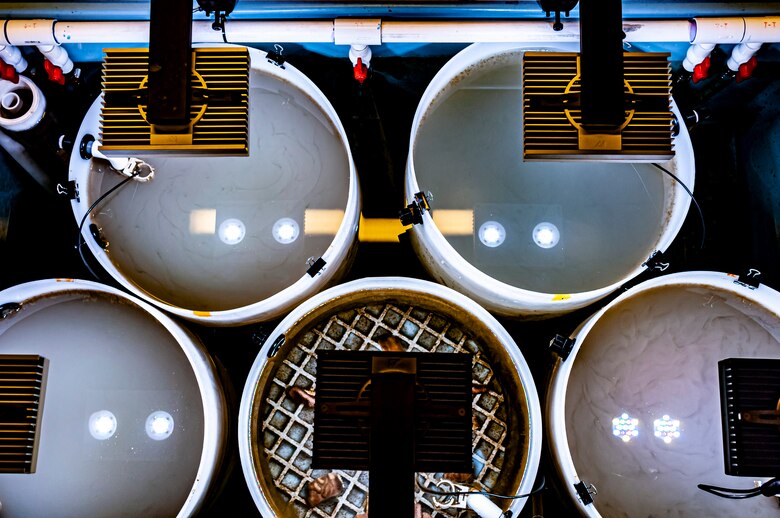 View of exposure tanks immediately after the introduction of fine-grain sediment, as part of an experiment conducted by the U.S. Army Engineer Research and Development Center’s Justin Wilkens and Dr. Burton Suedel and the University of Hawaii (UH) at UH’s Kewalo Marine Laboratory February 2021. Middle tank, bottom row, is the control tank, which did not receive sediment. (U.S. Army Corps of Engineers photo by Justin Wilkens)