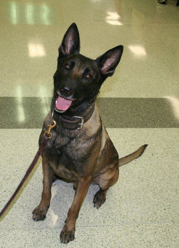On July 25, 2015, members of OSI Detachment 212, Shaw Air Force Base, S.C., joined local civilian authorities to honor "Fargo," killed in the line of duty in 2011. While tracking down armed robbery suspects he was shot three times by one of them and died. He was the first K9 to lose his life in the line of duty in South Carolina history. (Photo courtesy Richland County, S.C. Sheriff's Department)