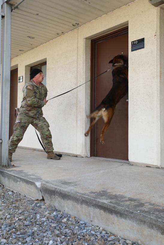 Soldier yells encouragement to Military Working Dog who leaps against the training barracks door to indicate he has located the target.