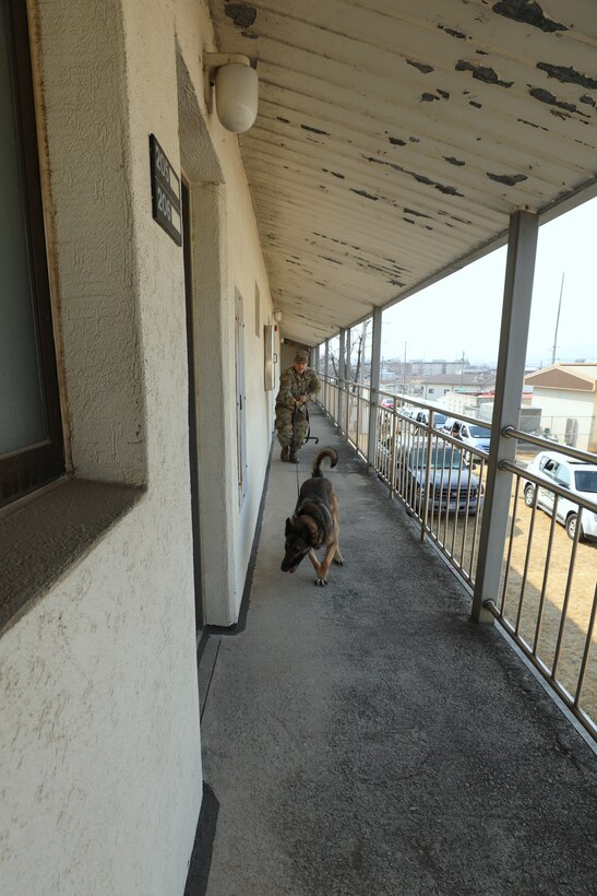 Soldier follows Military Working Dog along the outside of a training barracks building as the dog sniffs the ground in search of the decoy target.