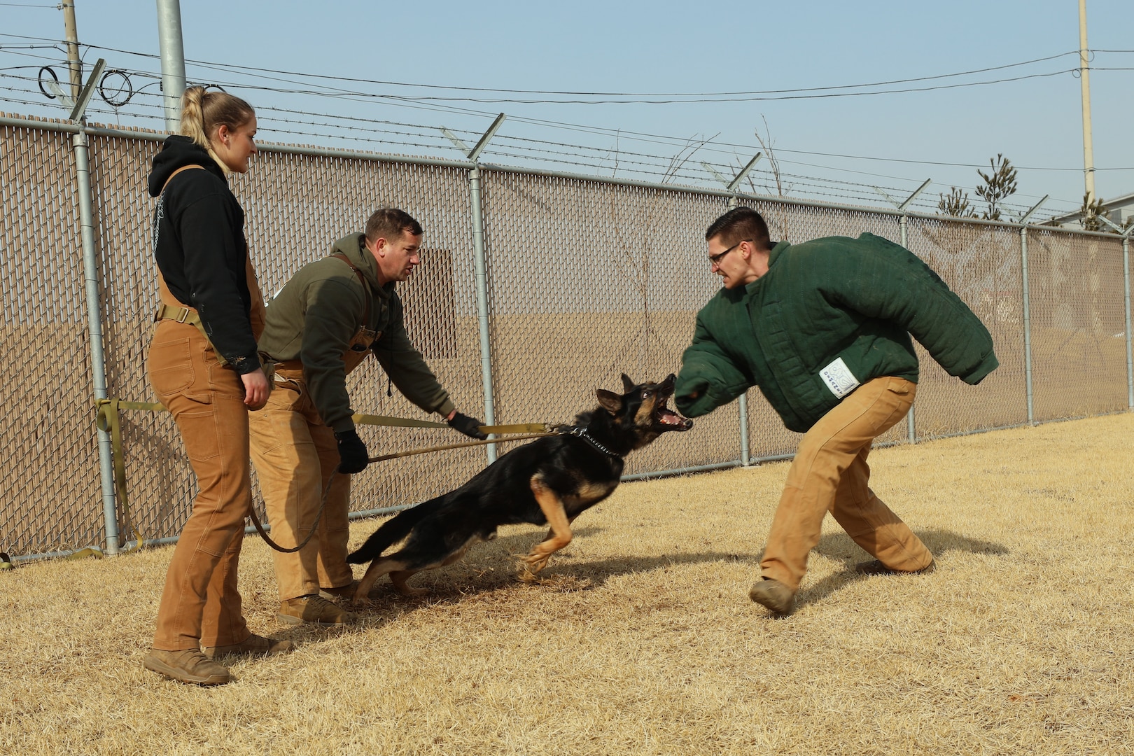 Airman watches instructor who holds the leash of the military working dog who is leaping toward a soldier wearing a protective bit shirt, mouth open and ready to bite the arm.