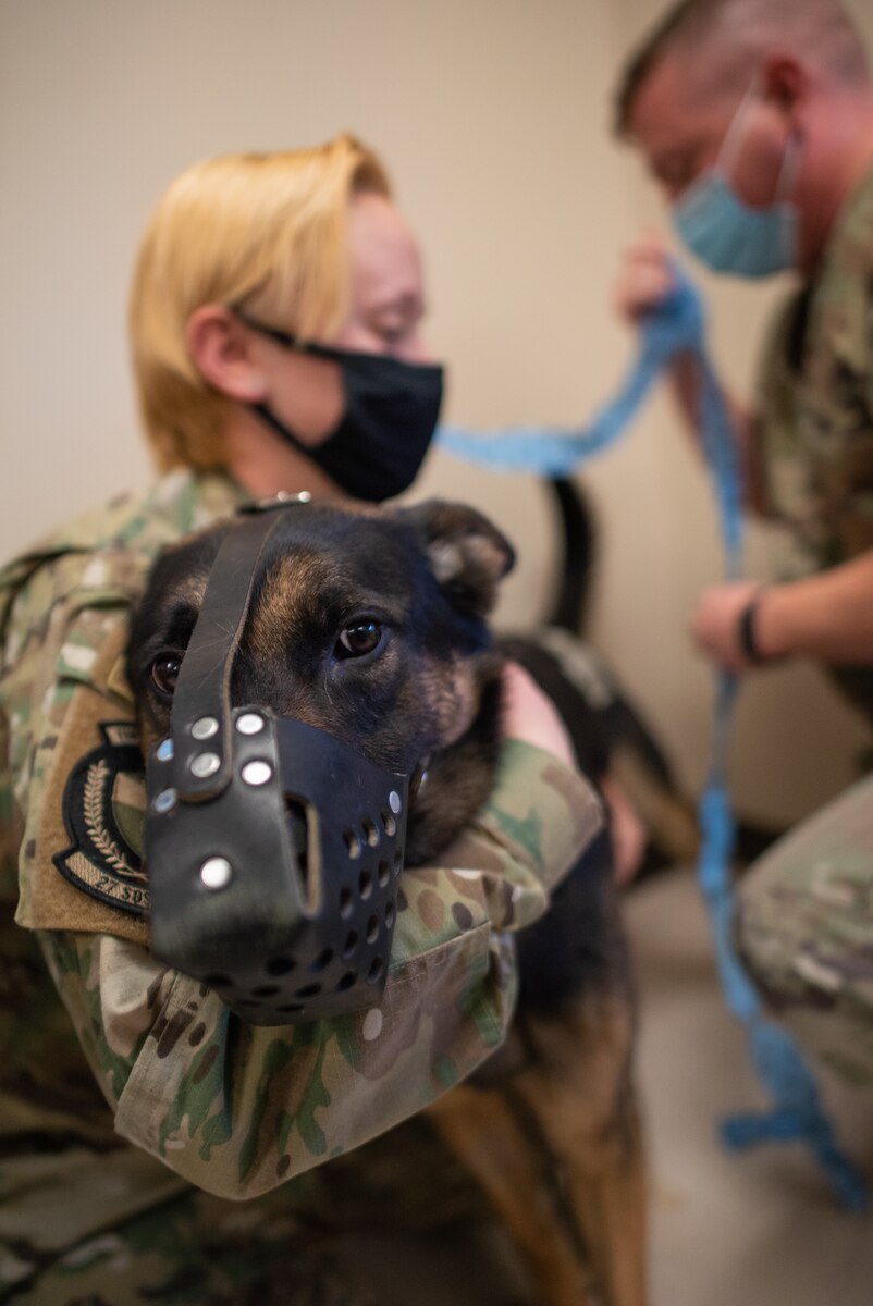 A U.S. Air Force Airman holds a dog with a muzzle on as a U.S. Army Soldier applies bandages.