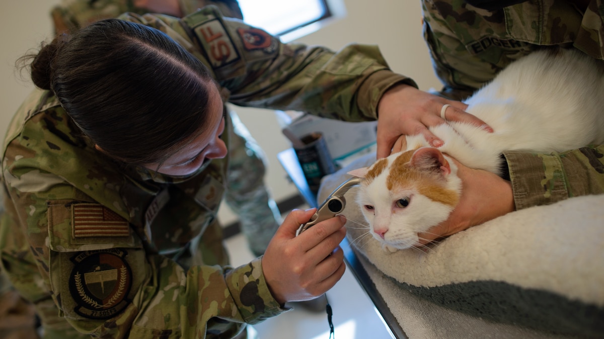 A U.S. Air Force Airman treats a cat.