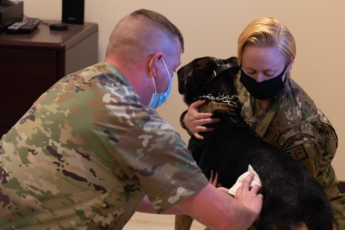 A U.S. Army Soldier shows a U.S. Air Force Airman how to treat a wound dog that the Airman is holding.