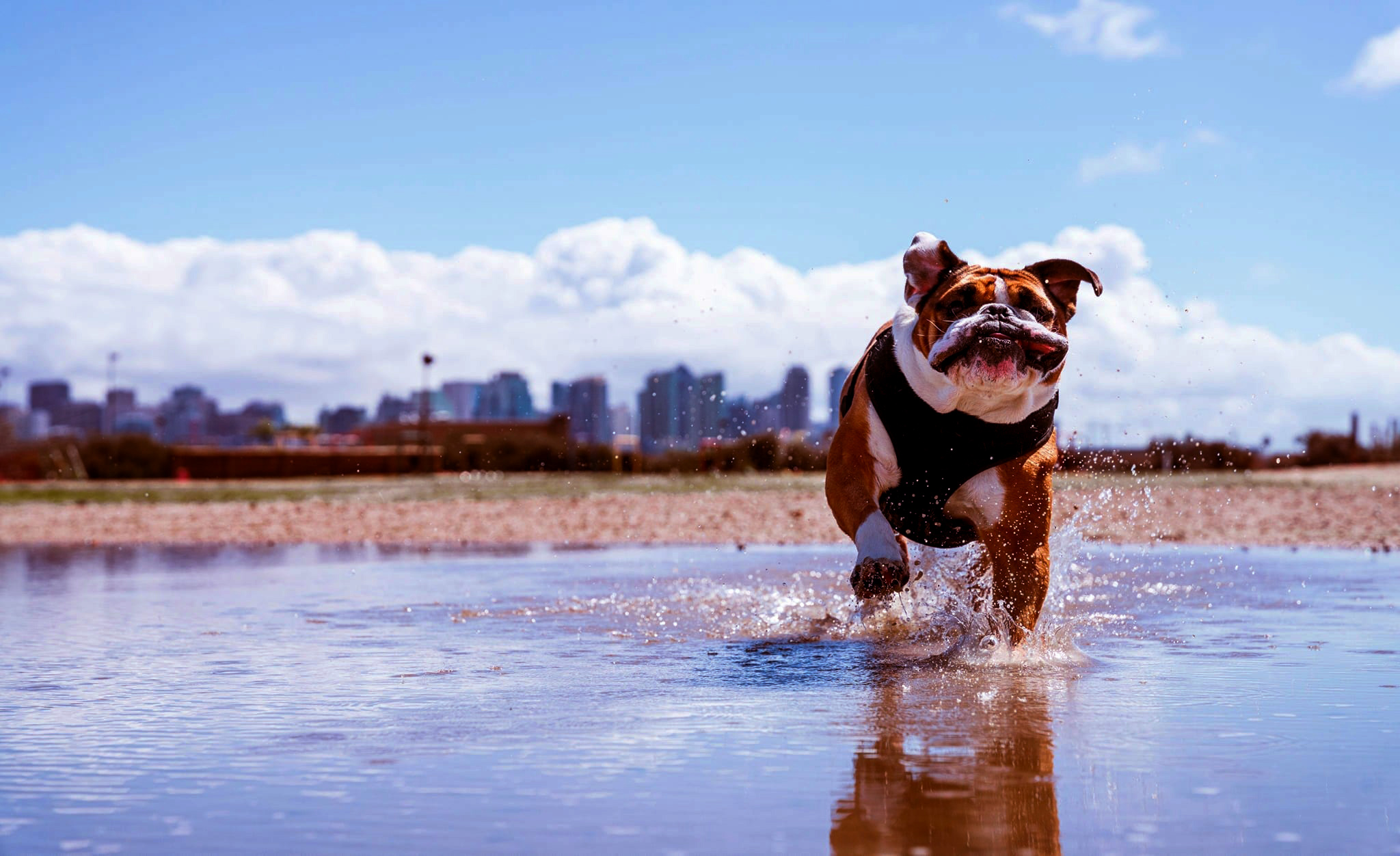 Lance Cpl. Manny, the mascot of Marine Corps Recruit Depot (MCRD) San Diego, runs through the training grounds on MCRD San Diego, March 4, 2022.