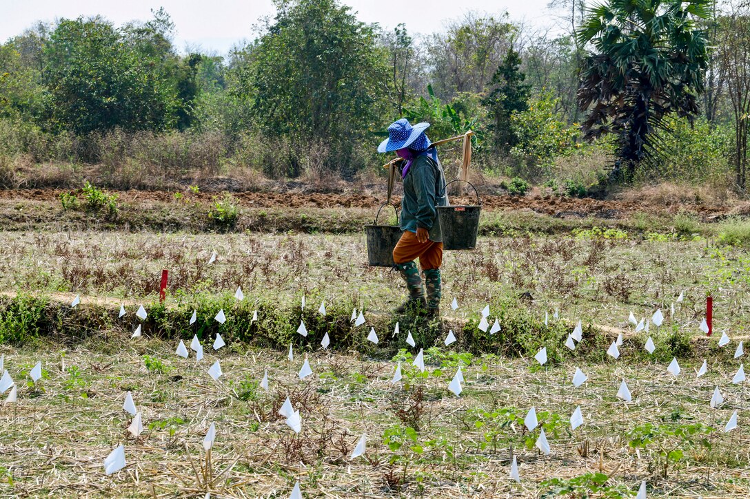 A person in civilian clothes carries buckets in a field marked with small white flags.