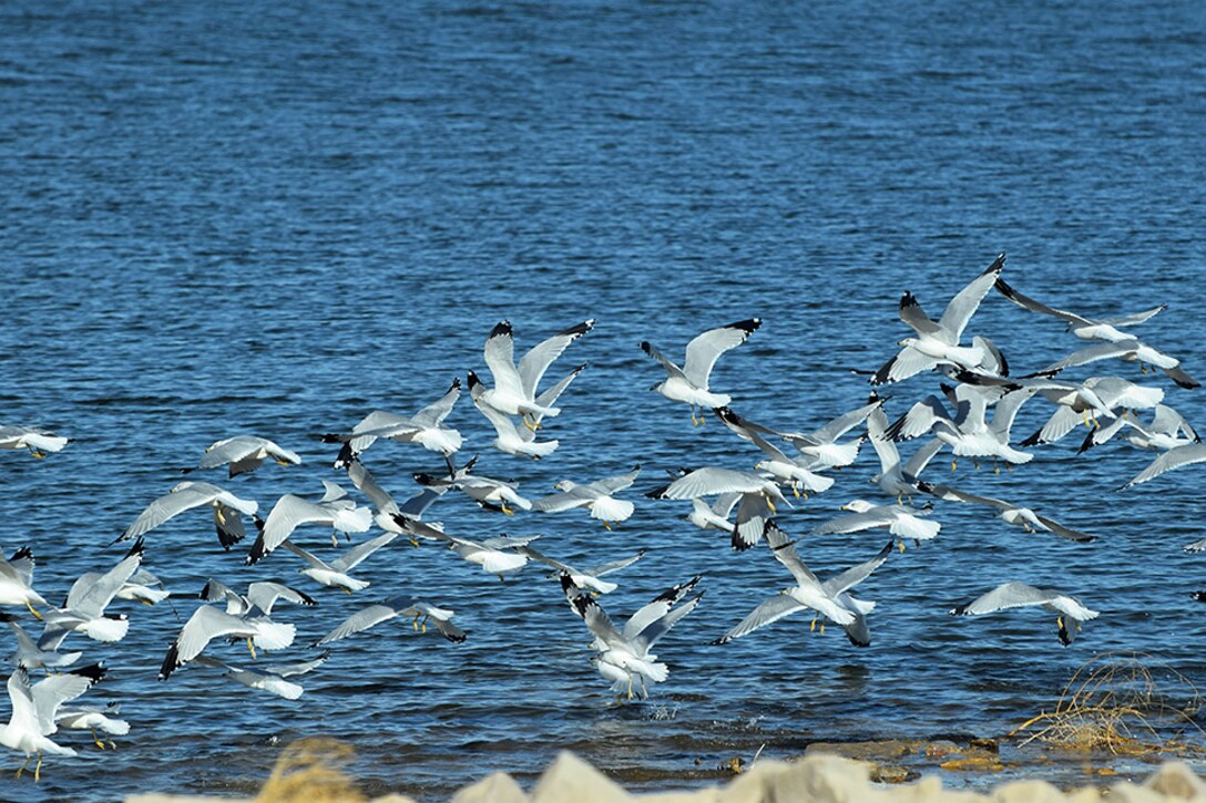 JOHN MARTIN RESERVOIR, Colo. -- A flock of ring-billed gulls take flight at John Martin Reservoir, in November 2021. Photo by Holly Garnett, park ranger, John Martin Reservoir.