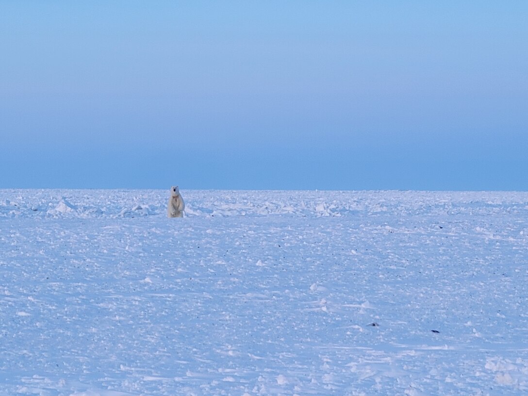 Polar bear in Utqiagvik
