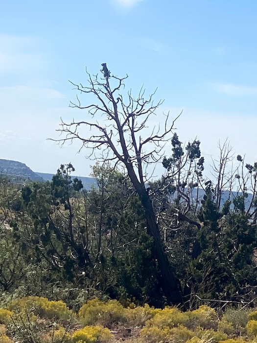 CONCHAS LAKE, N.M. -- A squirrel perches atop a dead tree to take in the view of the Juniper Day Use area, Sept. 18, 2021. Photo by Nadine Carter.