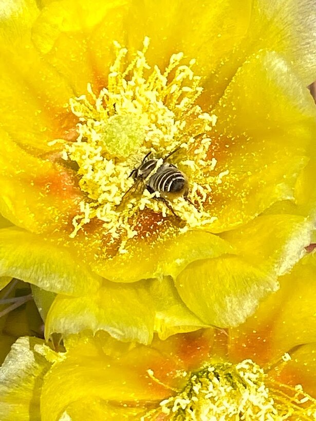 CONCHAS LAKE, N.M. -- A bumble bee is face deep in a yellow cholla cactus flower at the South Area Campground near the pavilion, June 6, 2021. Photo by Nadine Carter, park ranger, Conchas Lake.