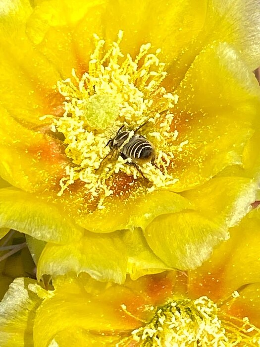 CONCHAS LAKE, N.M. -- A bumble bee is face deep in a yellow cholla cactus flower at the South Area Campground near the pavilion, June 6, 2021. Photo by Nadine Carter.