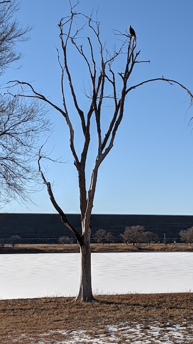 JOHN MARTIN RESERVOIR, Colo. -- A bald eagle perches in a tree overlooking Lake Hasty, Jan. 20, 2022. Photo by Chris Carroll.