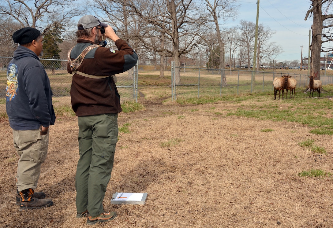 Bellwood elk in good shape