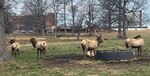 Bellwood elk in good shape