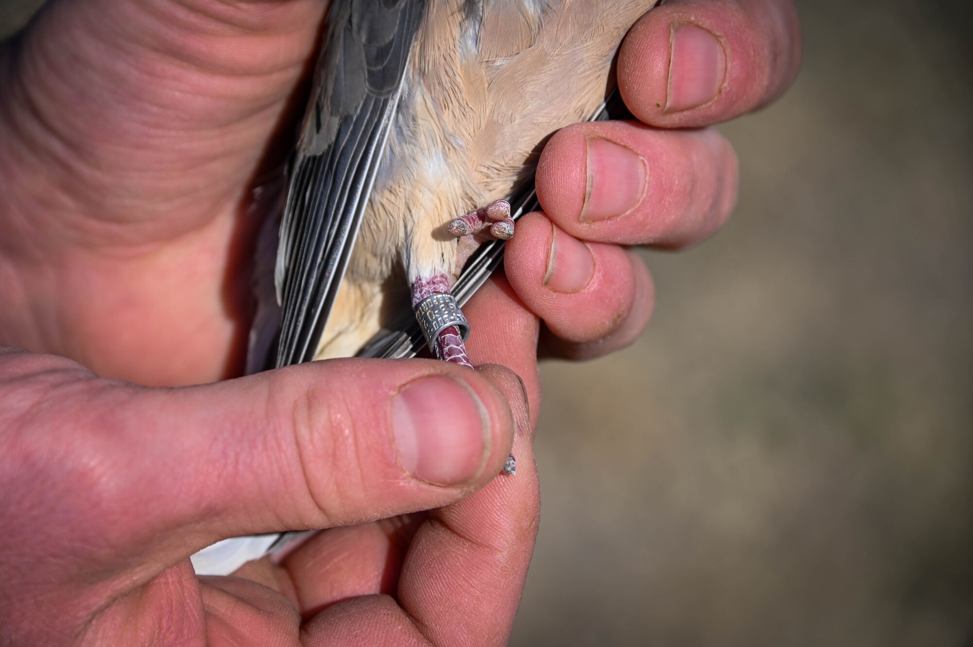 Adam Kohler, 97th Air Mobility Wing wildlife biologist, holds a mourning dove to show the band around its foot at Altus Air Force Base, Oklahoma, March 15, 2022. Bands are unique to every bird, displaying different numbers and letters that are logged and stored for when they find the same bird again. (U.S. Air Force photo by Senior Airman Kayla Christenson)