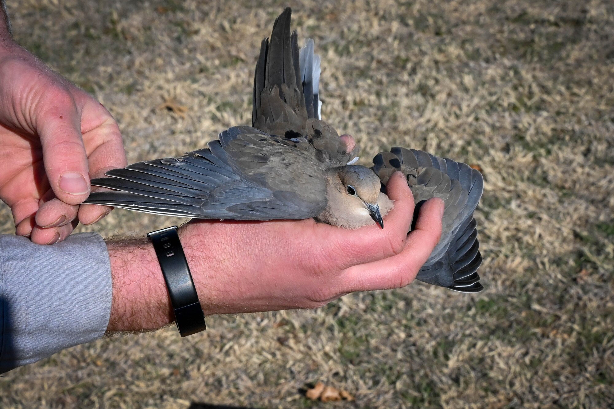 Adam Kohler, 97th Air Mobility Wing wildlife biologist, holds a mourning dove before releasing it at Altus Air Force Base, Oklahoma, March 15, 2022. Knowing more information about each dove allows biologists to easily track and identify individual birds. (U.S. Air Force photo by Senior Airman Kayla Christenson)