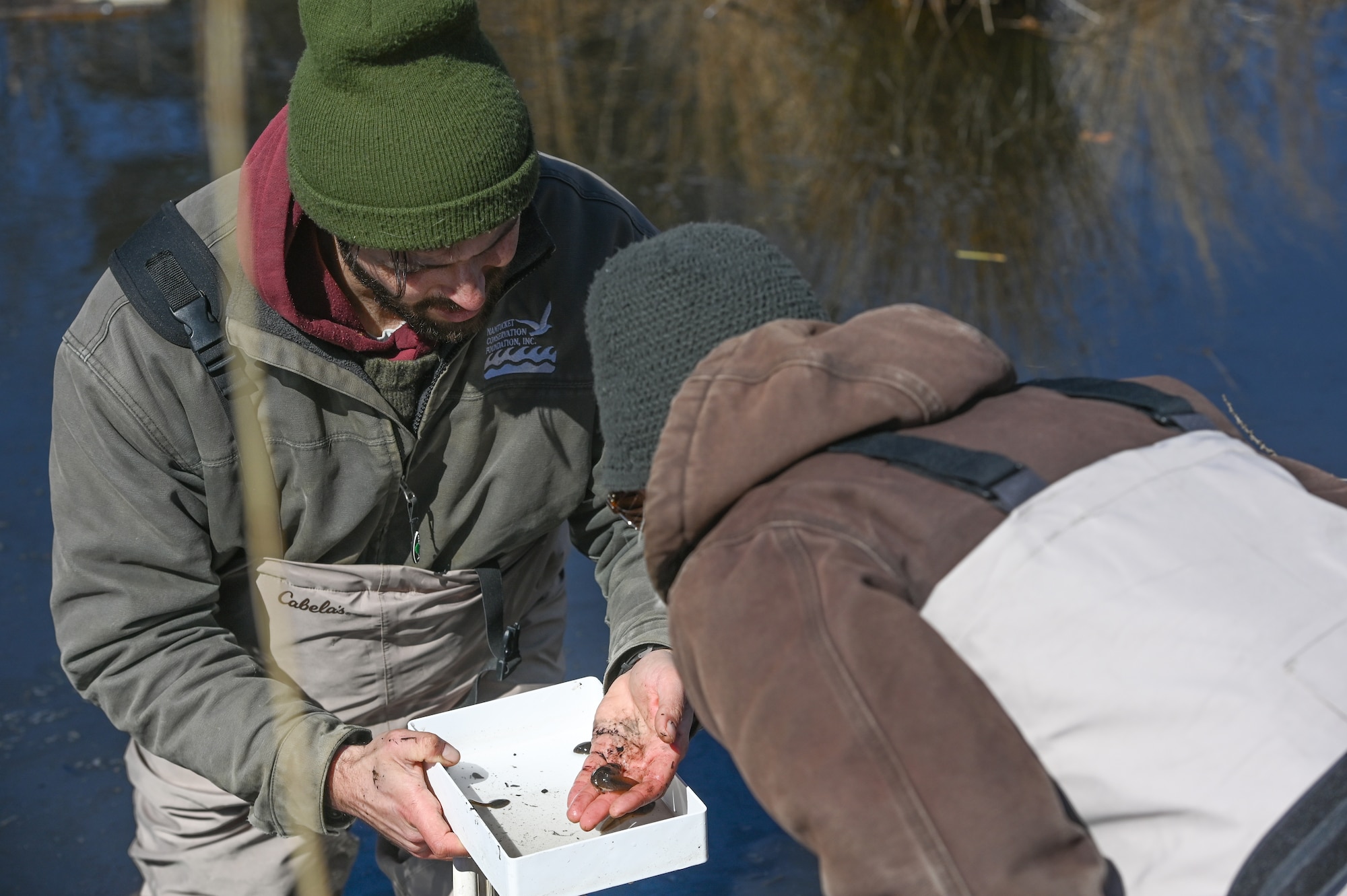 people looking at tadpole