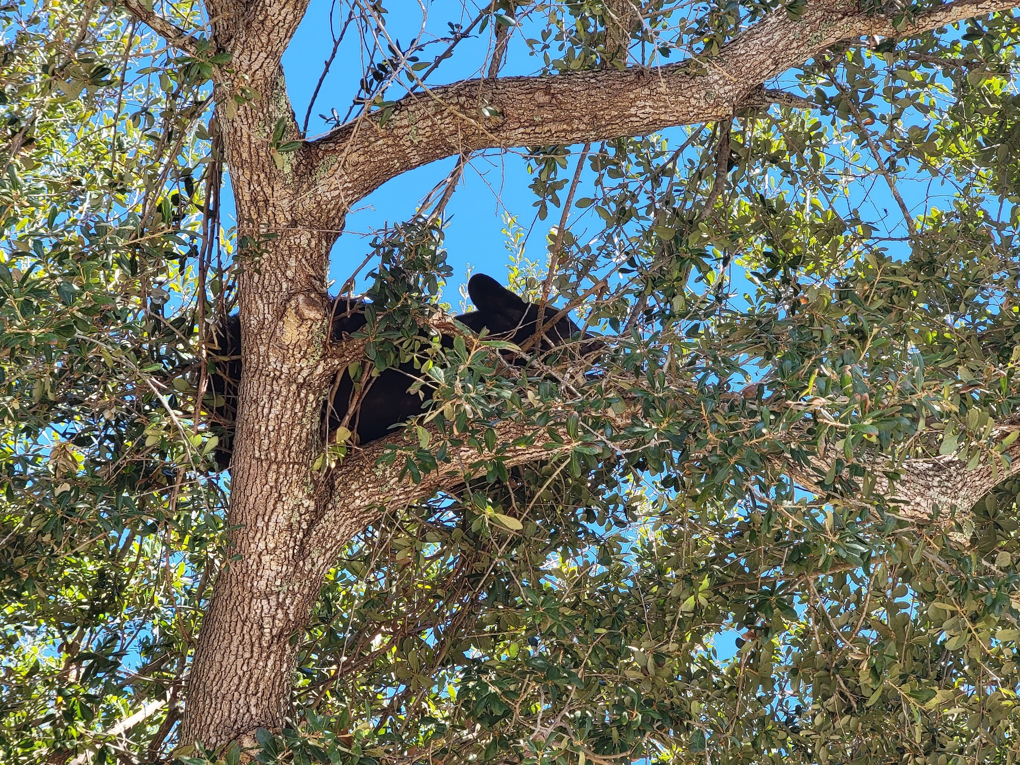 Florida black bears ress on the branch of a tree