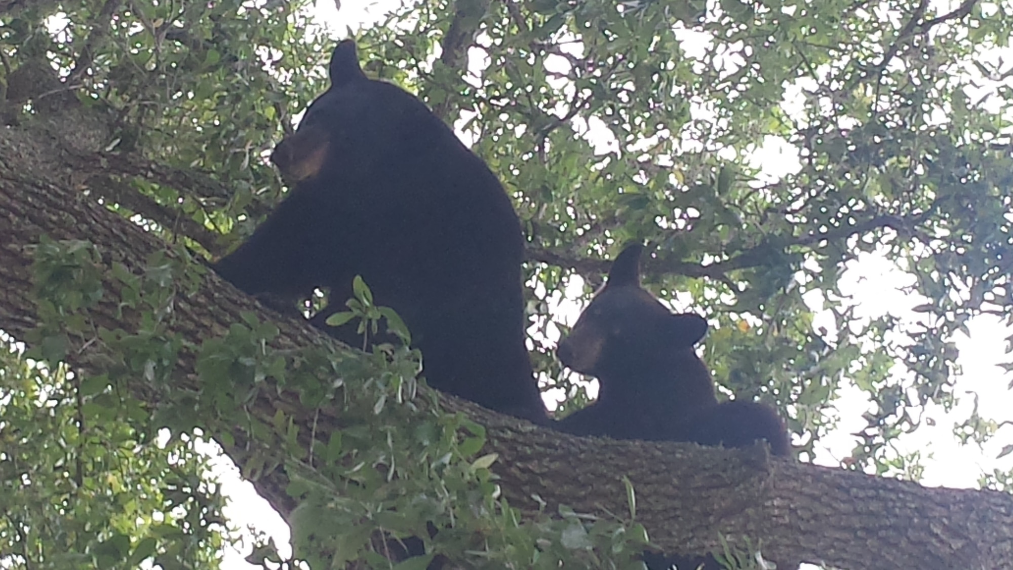 Florida black bears ress on the branch of a tree