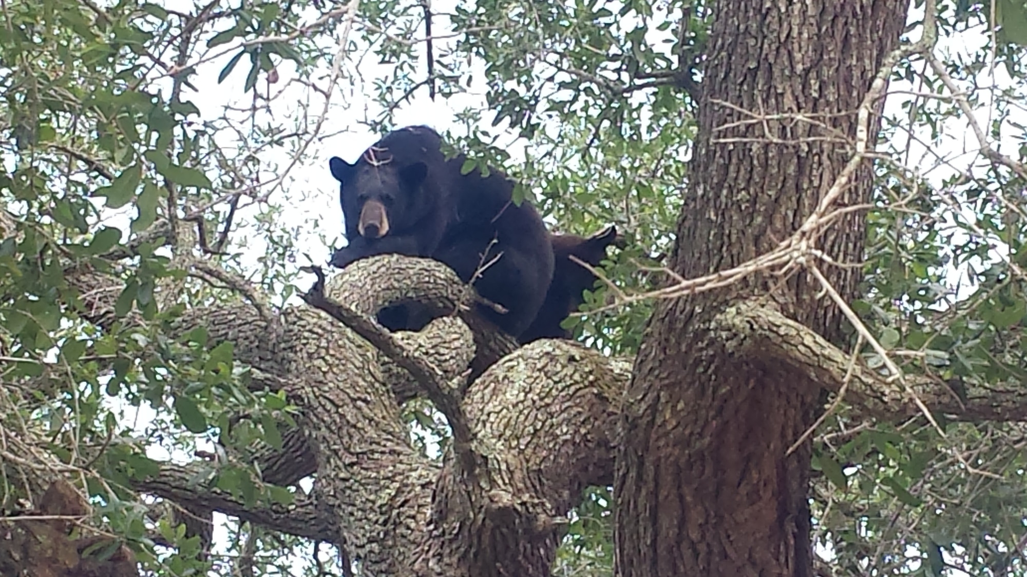 Florida black bears ress on the branch of a tree