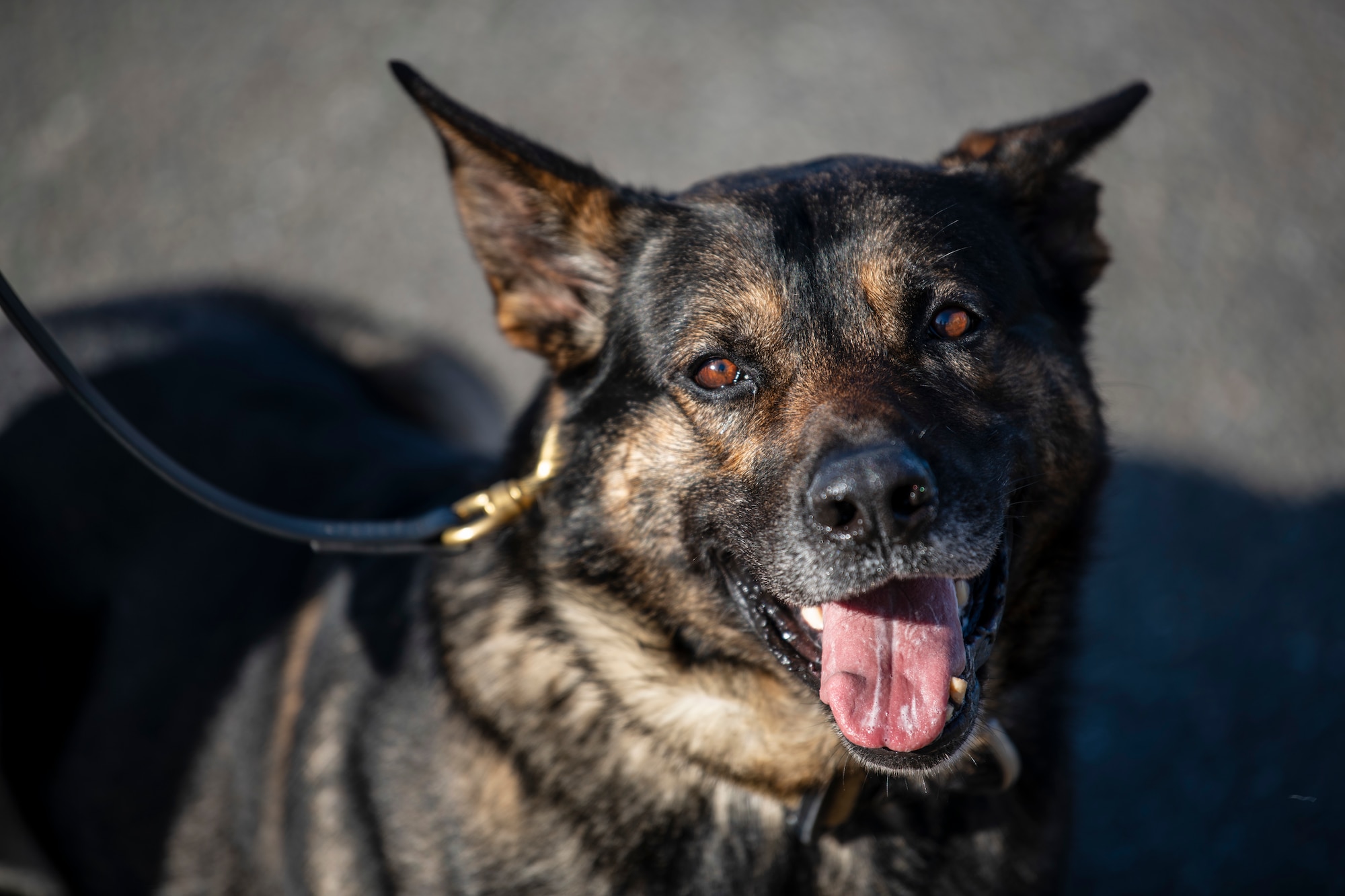 An up close photo of a dog staring in to the camera.