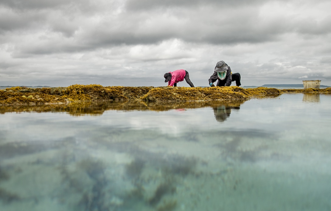 Okinawa residents gather hijiki during an annual harvest on Camp Courtney, Okinawa, Japan, March 18, 2022. Camp Courtney is a primary harvesting location for hijiki, a type of seaweed, that plays an important part in Okinawan culture and cuisine. U.S. and Japanese officials work together to protect it from being overharvested by only harvesting once a year. (U.S. Marine Corps photo by Cpl. Terry Wong)