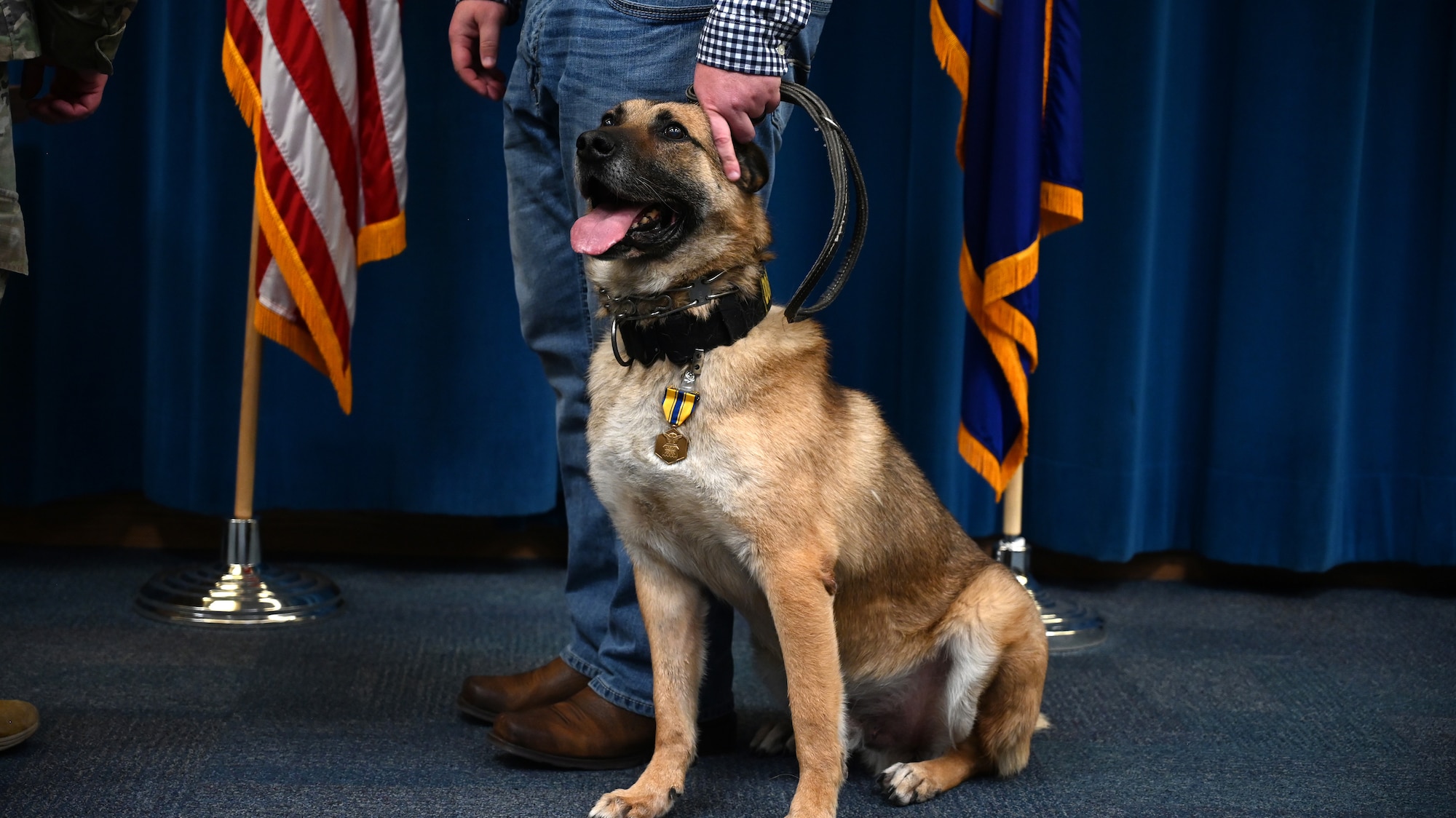 A dog poses with a medal on its collar.