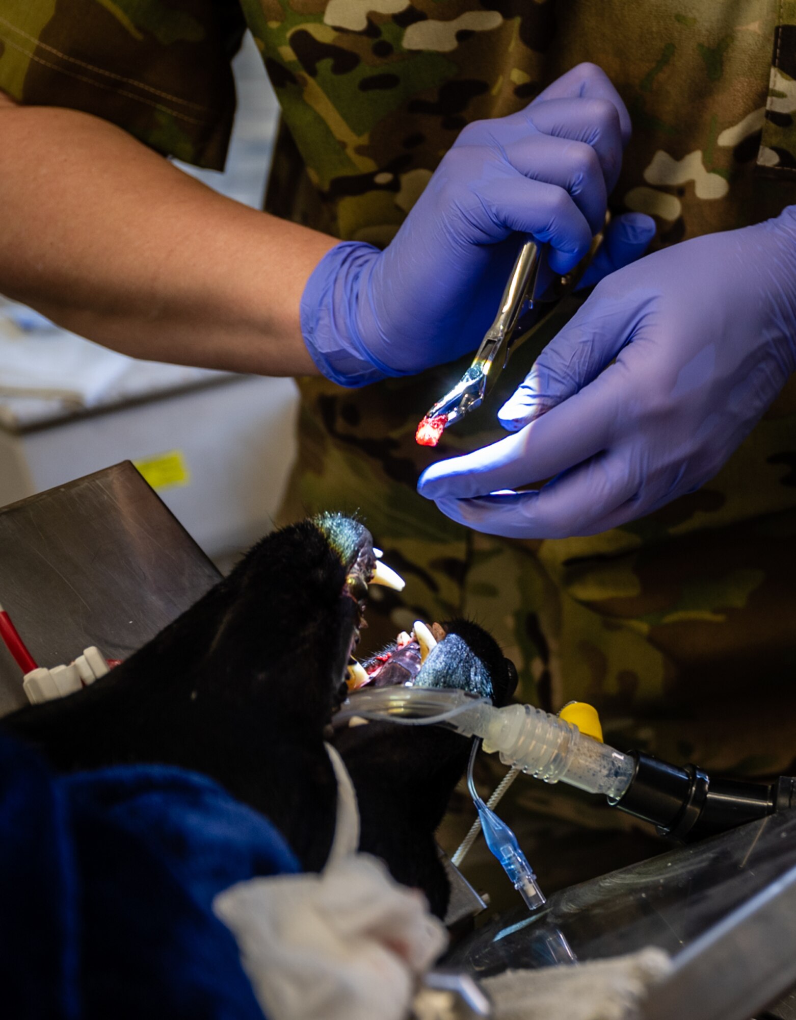 Maj. Christina Pflipsen, 332d Expeditionary Medical Group medical operations commander and chief of dental services, extracts an incisor from military working dog BBasso at an undisclosed location in Southwest Asia, March 10. 248th Medical Detachment Veterinary Service Support, 3rd Medical Command, and 332d EMDG Dental Services personnel partnered to provide dental care in support of the 332d Expeditionary Security Forces Squadron military working dog mission. (U.S. Air Force photo by Master Sgt. Christopher Parr)
