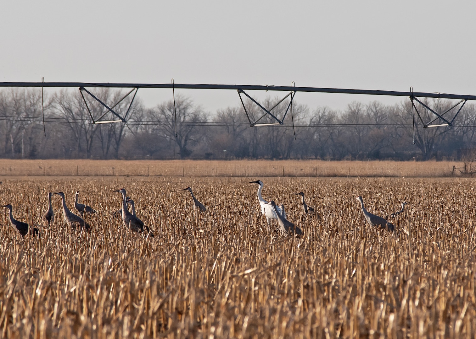 A whooping crane, center, stands in a field near Doniphan, Neb., March 6, 2021, surrounded by sandhill cranes. The Nebraska Army National Guard was awarded the 2022 Secretary of the Army Environmental Award for its Natural Resource Conservation team's work in partnership with the Crane Trust and U.S. Geological Survey to improve habitat and ensure training is conducted in ways that do not disturb the endangered whooping cranes during their migration.