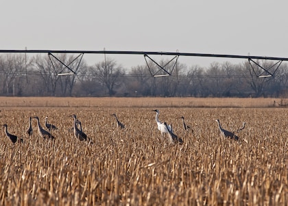 A whooping crane, center, stands in a field near Doniphan, Neb., March 6, 2021, surrounded by sandhill cranes. The Nebraska Army National Guard was awarded the 2022 Secretary of the Army Environmental Award for its Natural Resource Conservation team's work in partnership with the Crane Trust and U.S. Geological Survey to improve habitat and ensure training is conducted in ways that do not disturb the endangered whooping cranes during their migration.