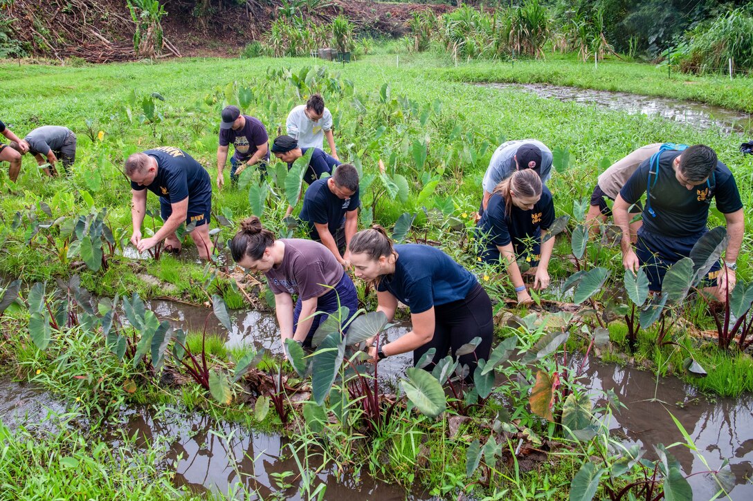 A group of people work in a swampy area.