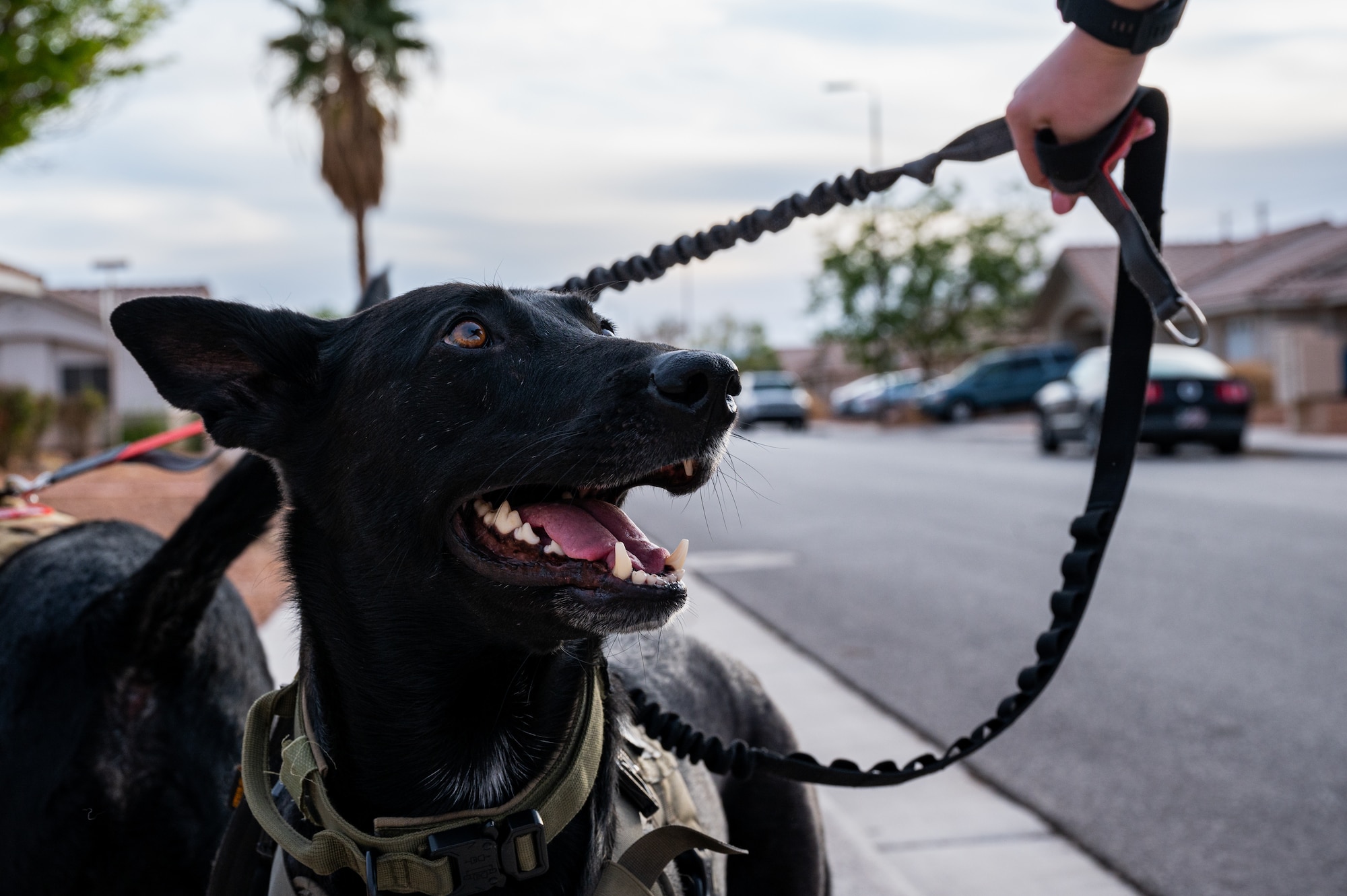 dog looking at owner